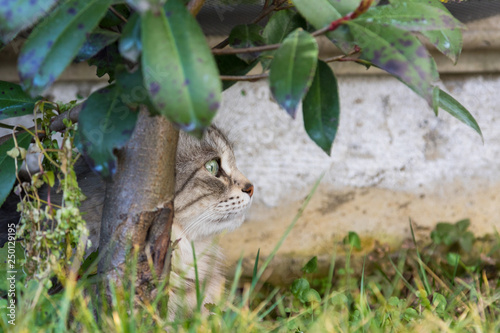 Fototapeta Naklejka Na Ścianę i Meble -  Tender furry kitten in a garden, siberian purebred cat in relax outdoor