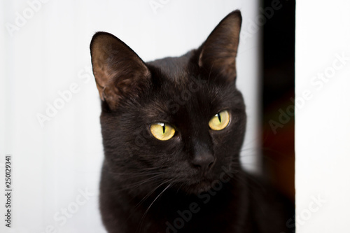 Closeup portrait of a Halloween young black cat on a white background which peeks out onto the balcony.