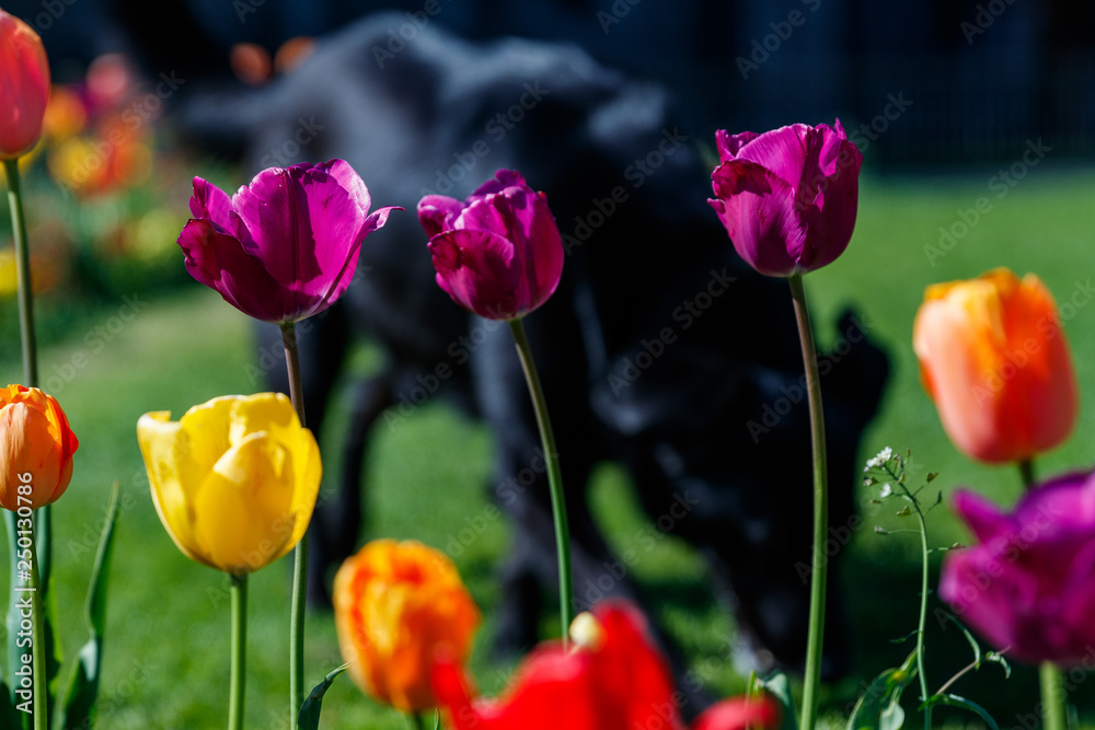 Obraz premium Violet Tulips in Front of Dog