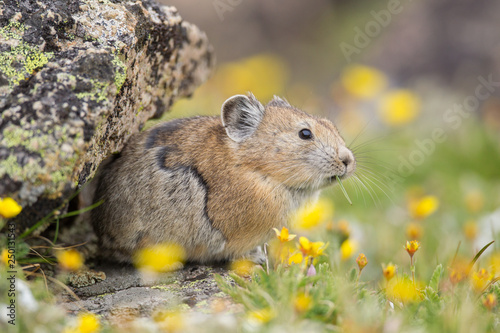 Pika high in the Beartooth Mountains of Wyoming