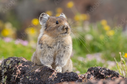 Pika high in the Beartooth Mountains of Wyoming