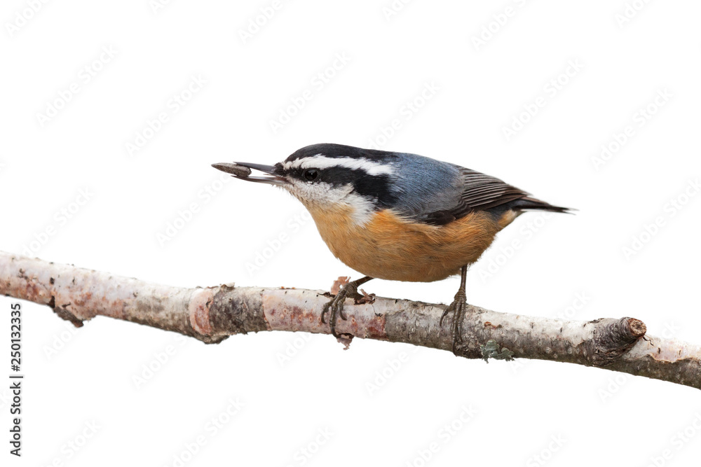 Fototapeta premium Red-breasted Nuthatch and a Sunflower Seed