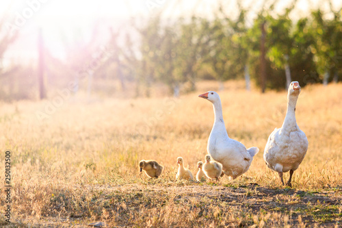 family of geese at sunset with sunny hotspot photo