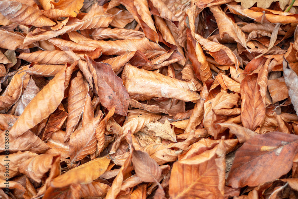 dry leaves in the forest