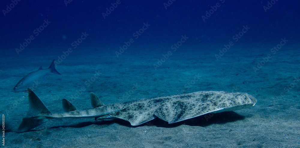 Angel shark swimming over the sand. Squatina squatina in the sand Angel shark swimming over the sand. Squatina squatina in the sand
