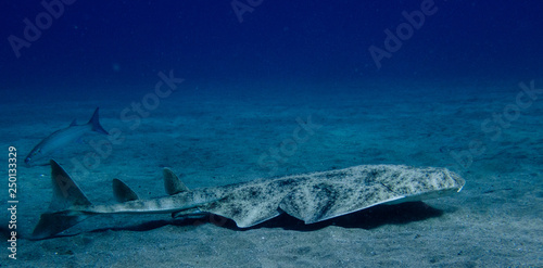 Cuadro en lienzo Angel shark swimming over the sand. Squatina squatina in the sand