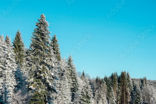 mountain fir tree woods covered with snow. snow trees with blue sky