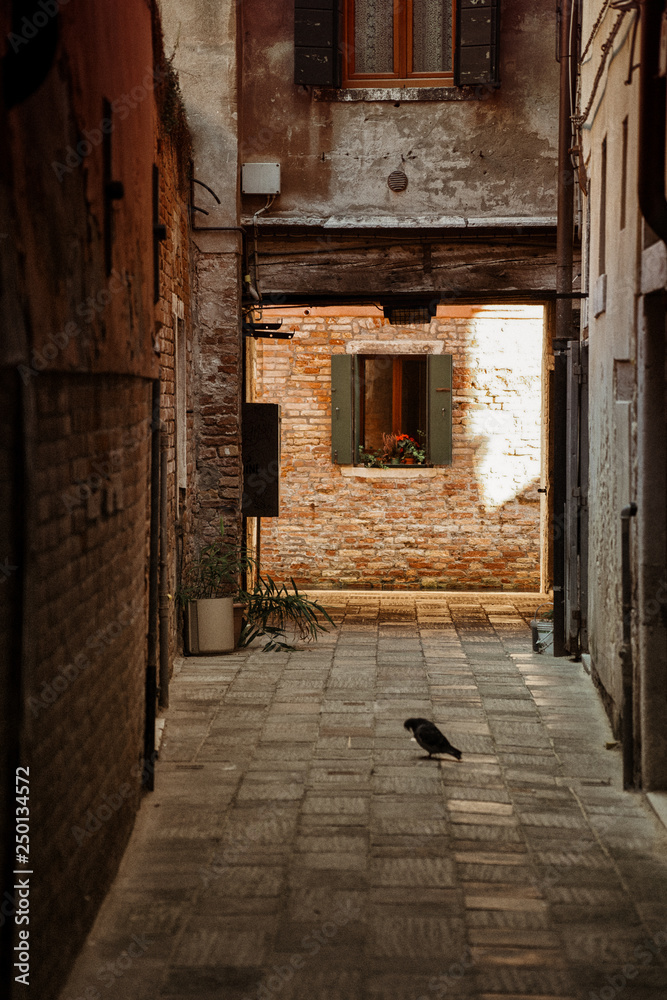 Lonely venetian pigeon