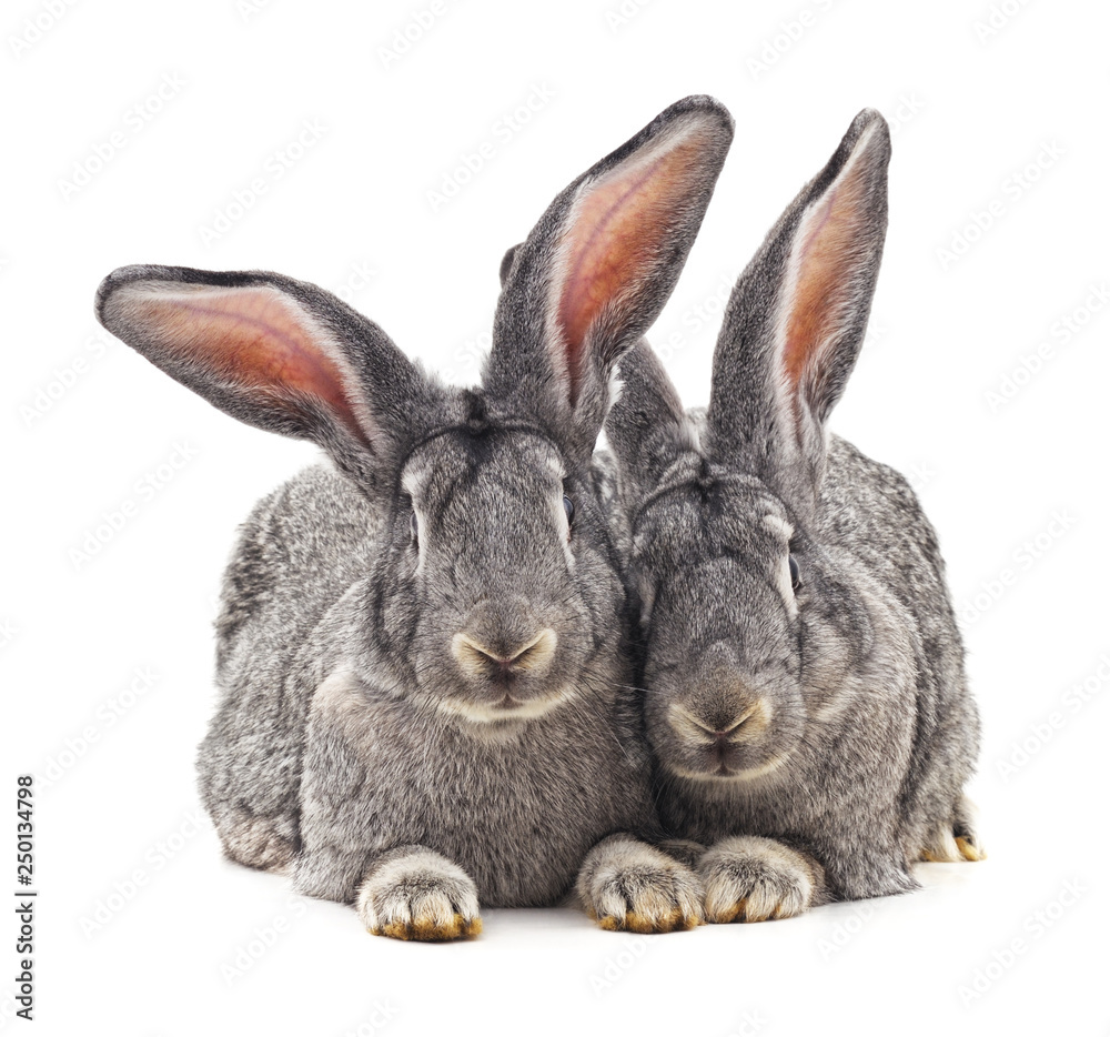 Obraz premium Two gray rabbits.
