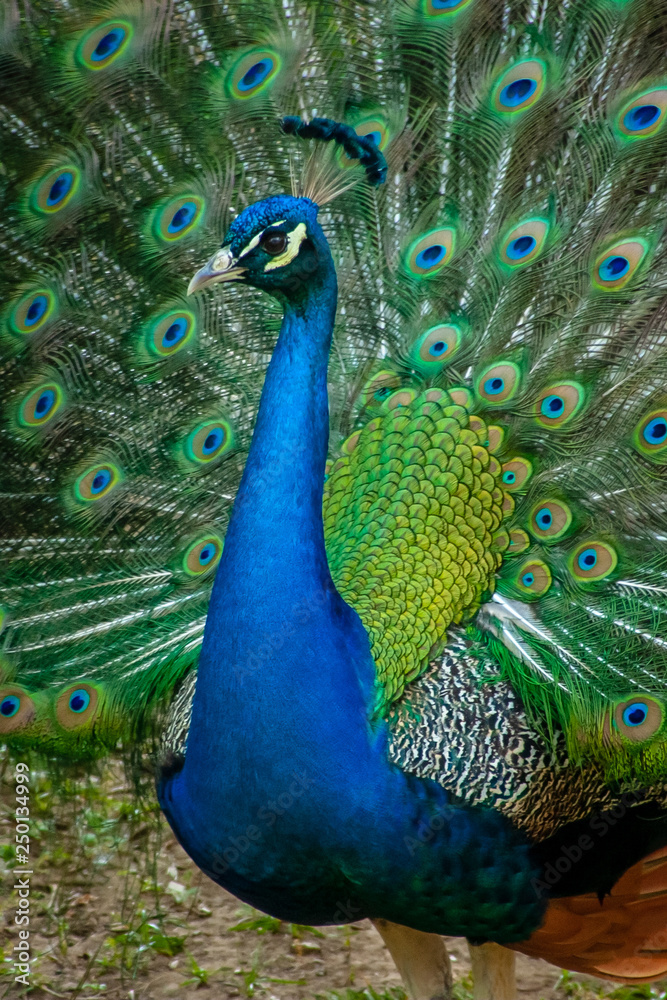 Obraz premium A male peacock spreads its tailfeathers in a show of brilliant color.