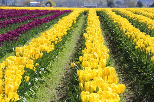 field of tulips
