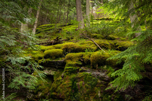 Moss Covered Rocks in Glacier National Park © Kip