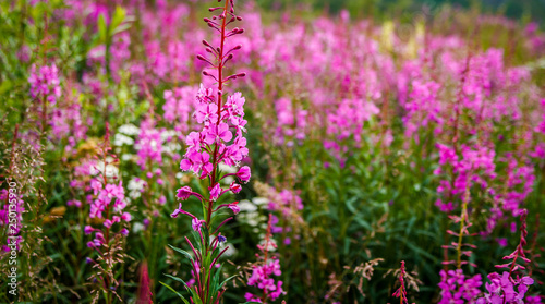 Pink fireweed growing along the Dempster Highway in the Yukon photo