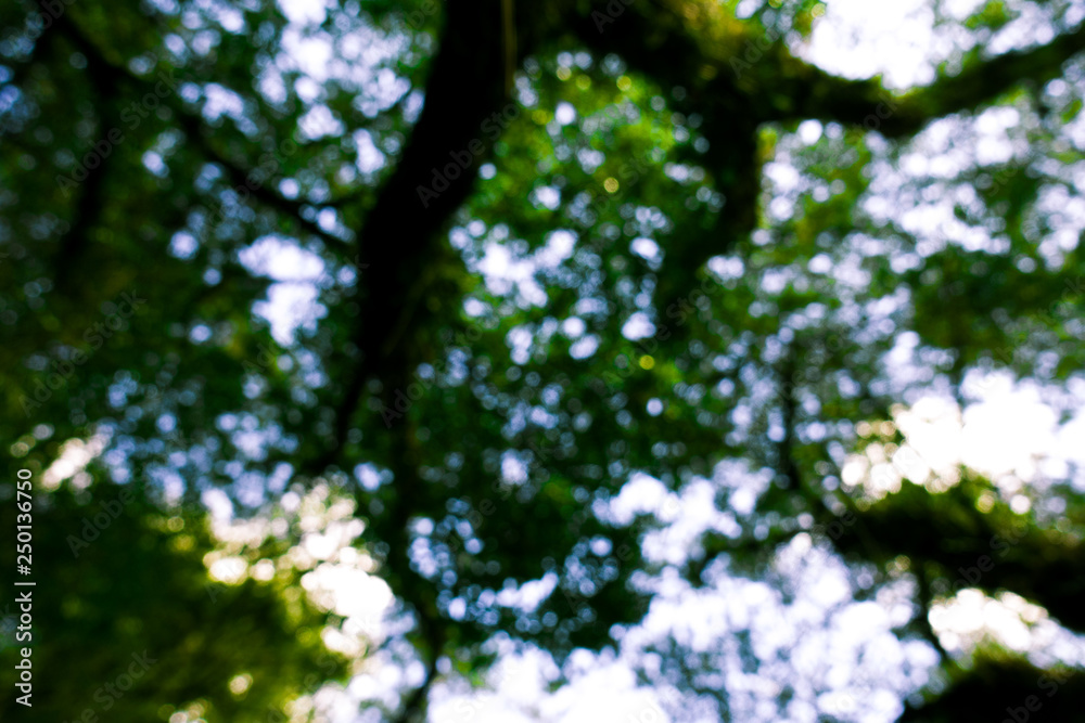 nature tree bokeh