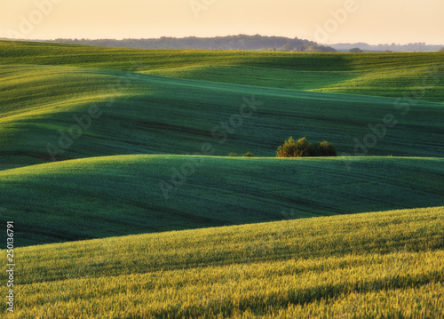 hilly field. picturesque spring field. Agriculture