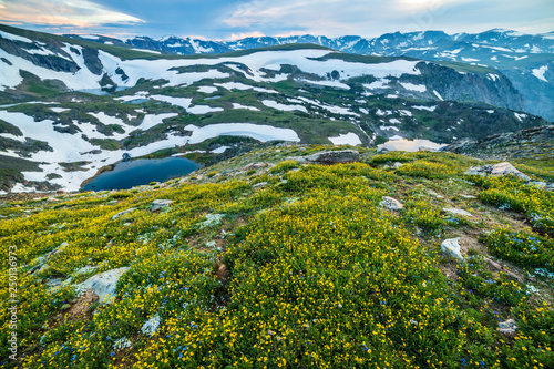 Wildflowers blooning in the Beartooth Mountains of Montana photo