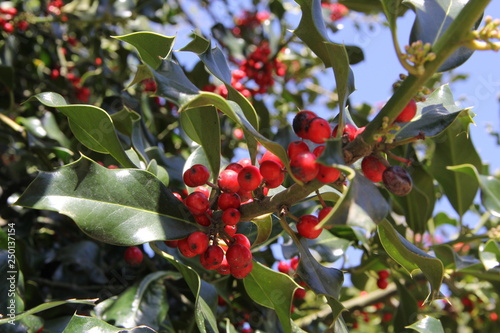 fruit in tree, berry