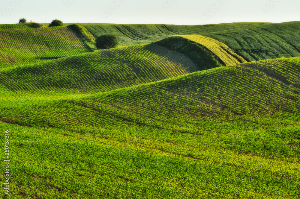 hilly field. picturesque spring field. Agriculture hilly field. picturesque spring field. Agriculture
