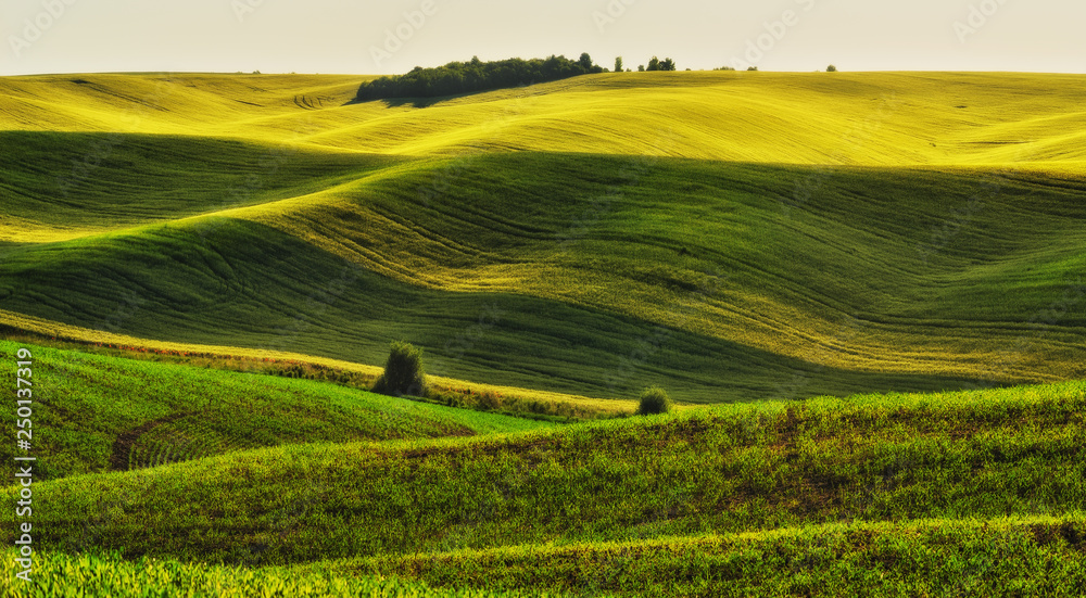 hilly field. picturesque spring field. Agriculture