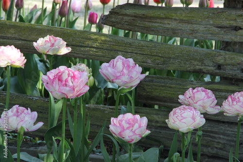pink flowers in the garden