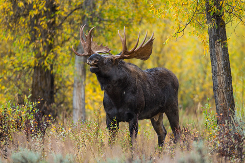 Shira's bull moose