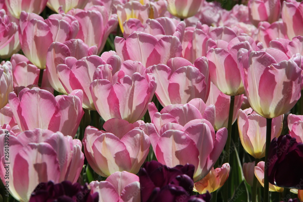 Obraz premium bouquet of tulips