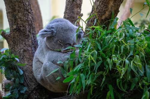 Canvas Print koala in a tree