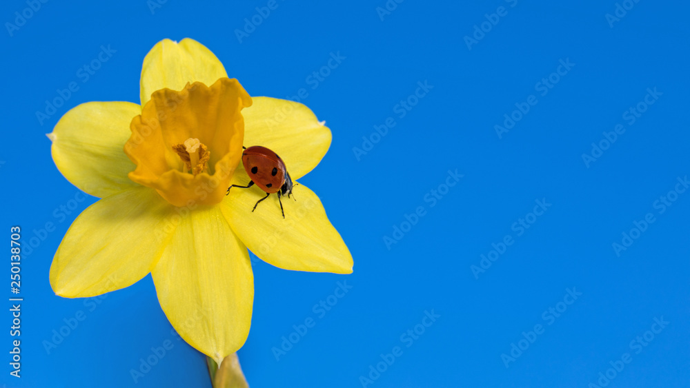 Marienkäfer auf einer Narzisse Marienkäfer auf einer Narzisse