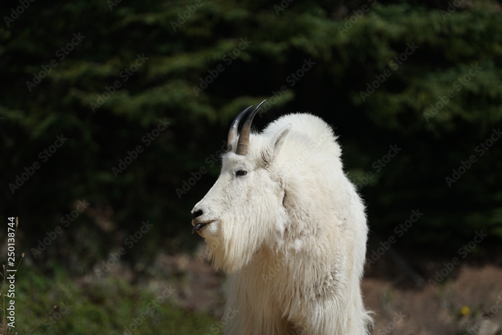 White Mountain Goat in Banff National Park White Mountain Goat in Banff National Park