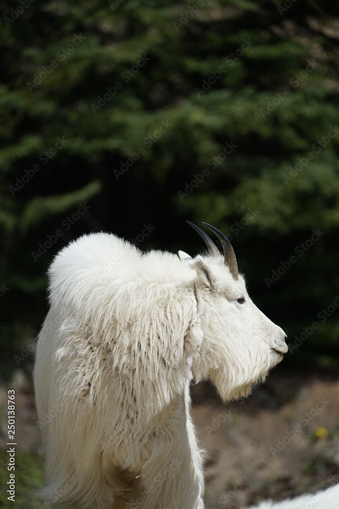 Obraz premium White Mountain Goat in Banff National Park