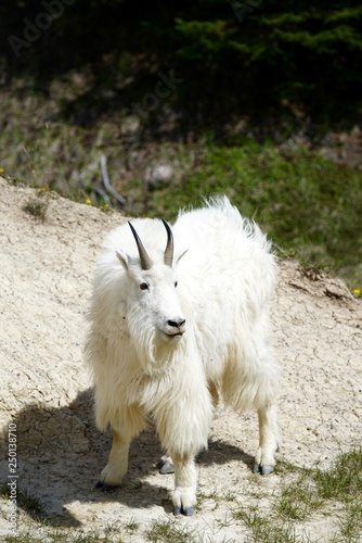 White Mountain Goat in Banff National Park