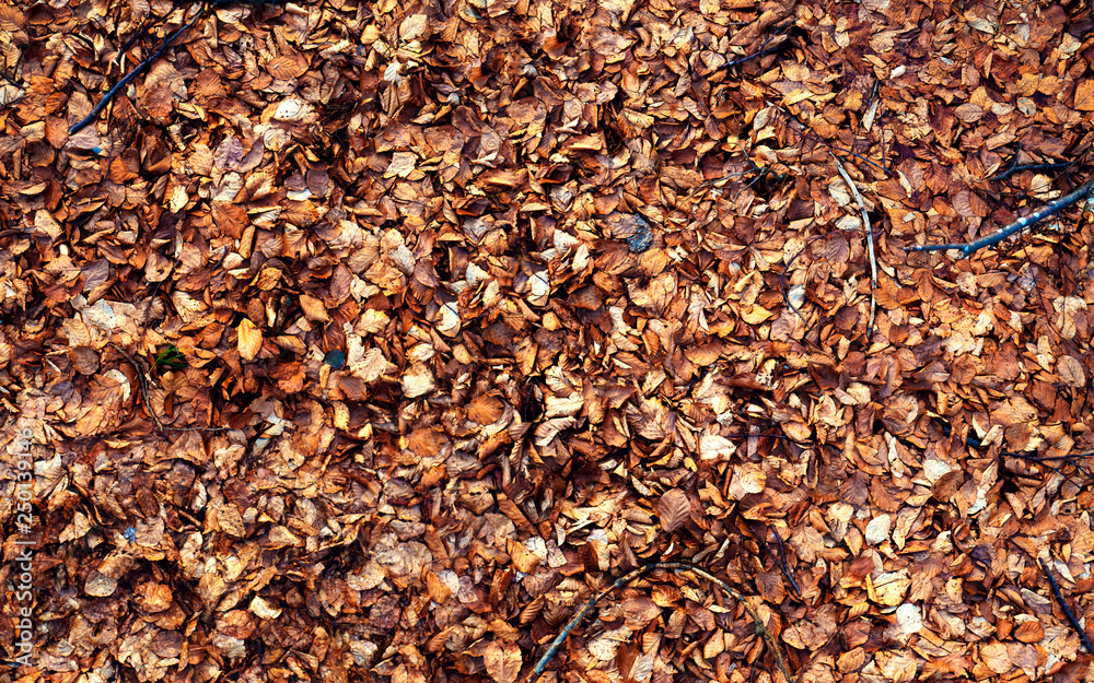 8K Textures of leaf brown colors. Close-up. Background 8K Textures of leaf brown colors. Close-up. Background