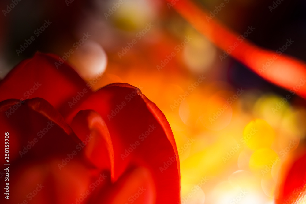 Obraz premium Tulip
