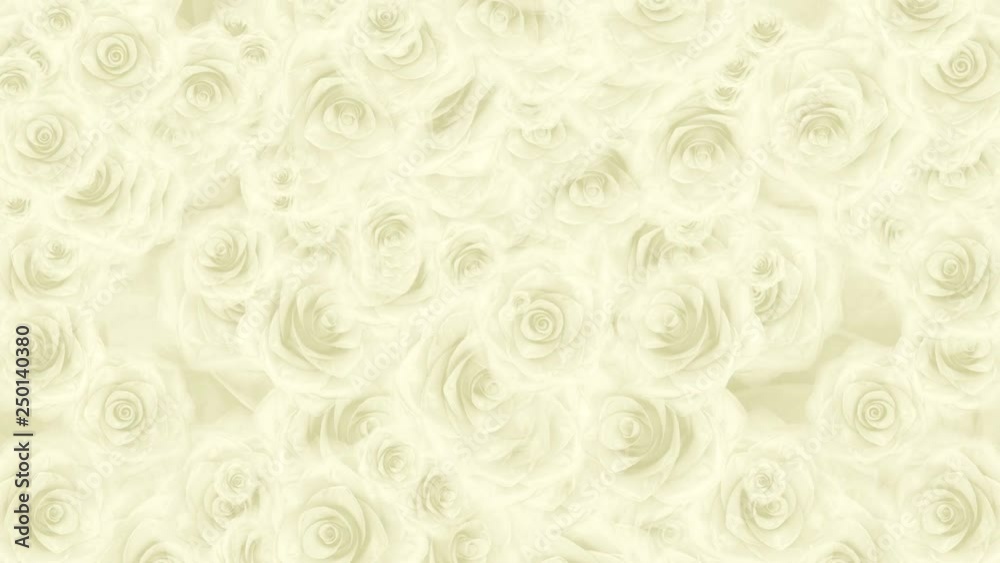 Many white rose buds fall down, loop background Many white rose buds fall down, loop background