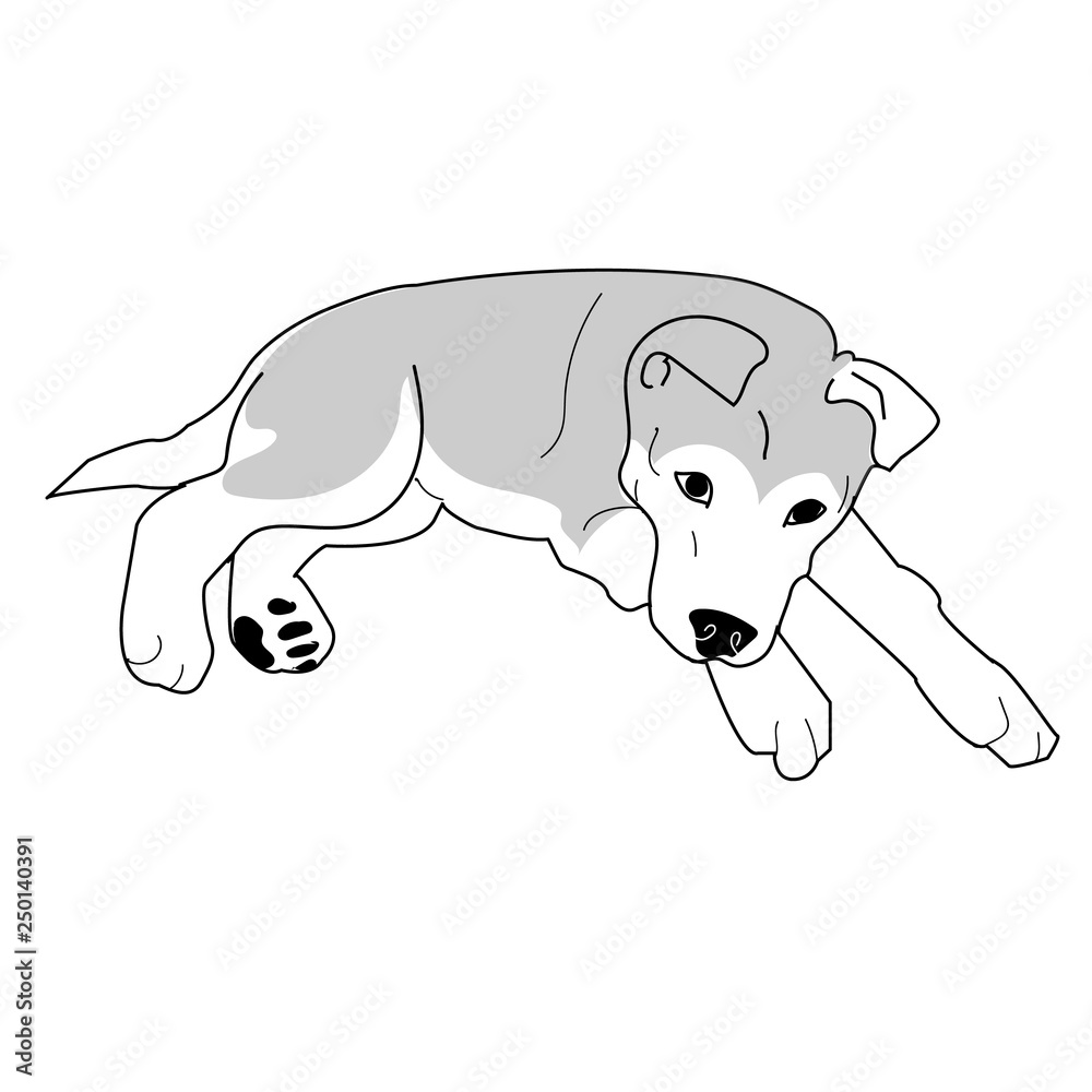 Fototapeta premium Siberian Husky Puppy Laying Down, Vector Illustration
