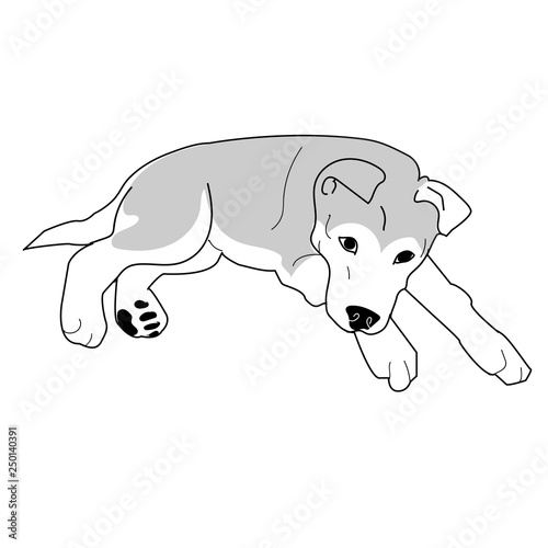 Siberian Husky Puppy Laying Down  Vector Illustration
