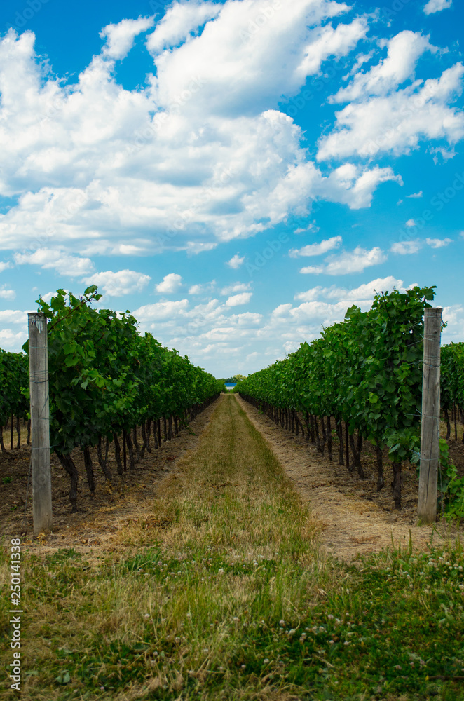 Gates to the Orchard under the Blue Summer's Sky Gates to the Orchard under the Blue Summer's Sky