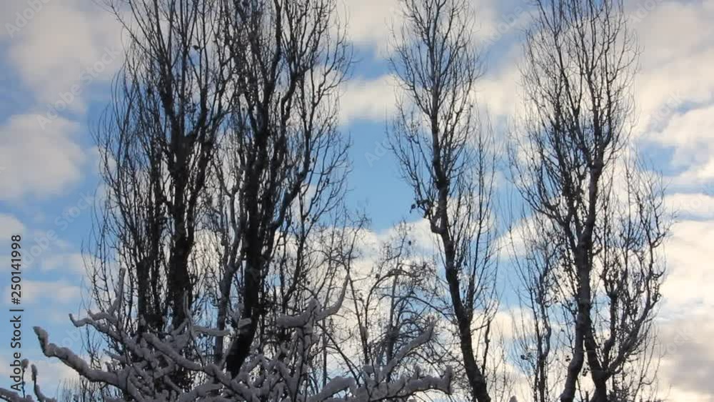 How trees drove the clouds. The tops of the trees make the slow oscillations in the wind. How trees drove the clouds. The tops of the trees make the slow oscillations in the wind.