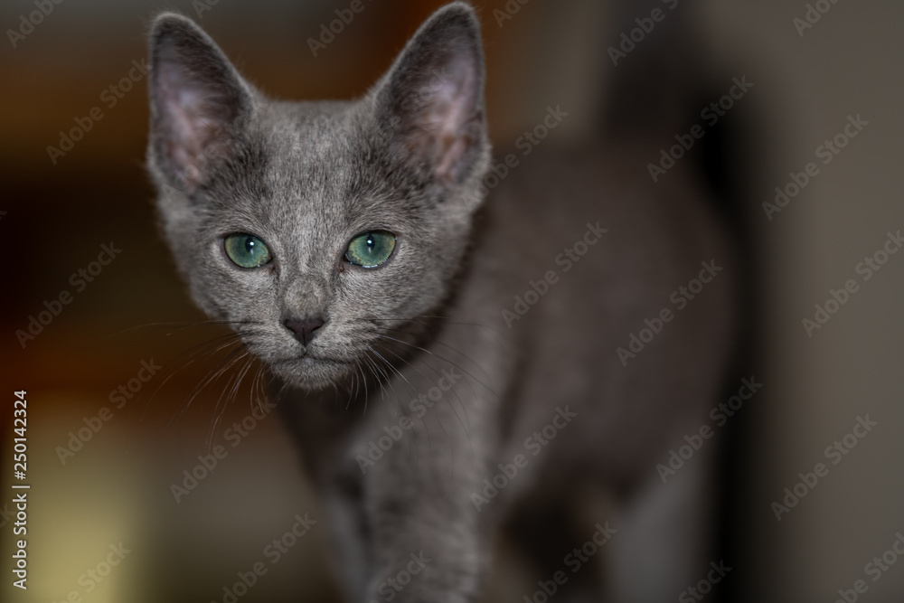 Russian Blue Kitten