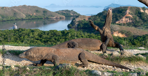 The Komodo dragon  Varanus komodoensis  stands on its hind legs and sniffs the air. It is the biggest living lizard in the world. On island Rinca. Indonesia.