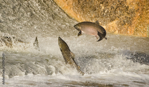 Tableau sur toile Chinook Salmon jumping at dam