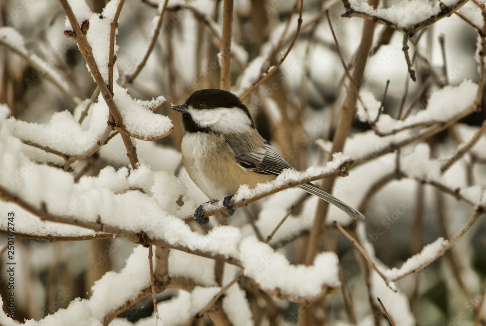 Chickadee in winter Chickadee in winter