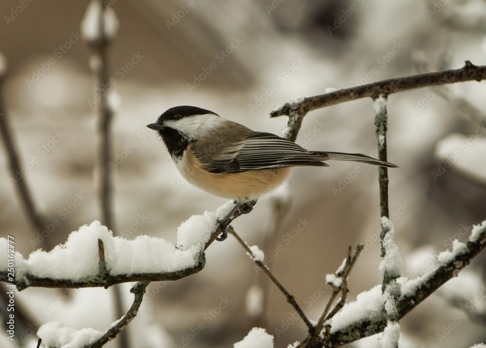 Obraz premium Chickadee on a snowy branch
