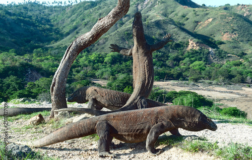 The Komodo dragon (Varanus komodoensis) stands on its hind legs and sniffs the air. It is the biggest living lizard in the world. On island Rinca. Indonesia. © Uryadnikov Sergey