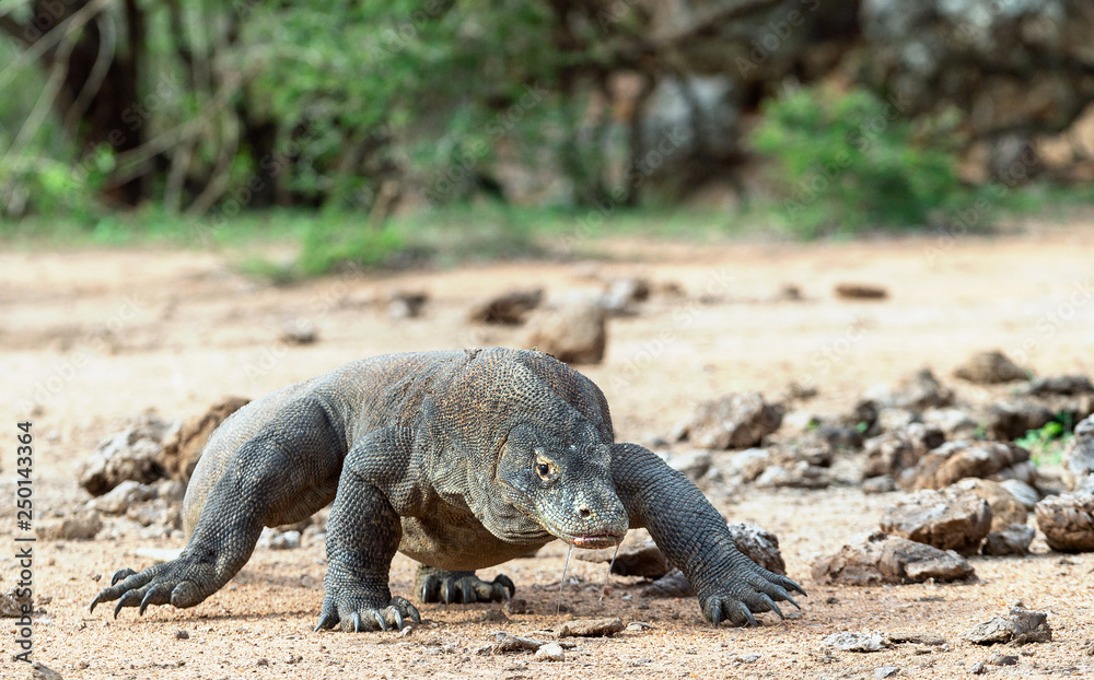 Obraz premium Spacer smoka z Komodo. Nazwa naukowa: Varanus komodoensis. Największa na świecie jaszczurka żyjąca w środowisku naturalnym. Wyspa Rinca.