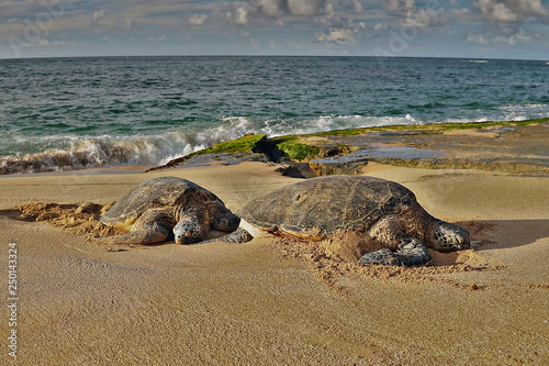 Zwei Meeresschildkröten am Strand