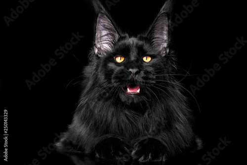 Beautiful black maine coon kitten on black background in studio, isolated.