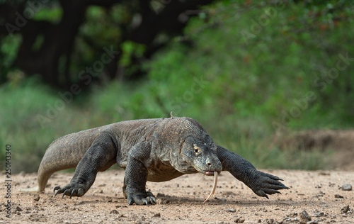 Walk of Komodo dragon. Scientific name: Varanus komodoensis. Biggest in the world living lizard in natural habitat. Island Rinca.