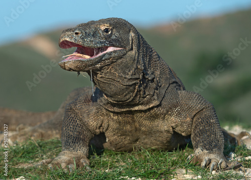 The Komodo dragon raised the head and opened a mouth. Biggest living lizard in the world. Scientific name  Varanus komodoensis. Natural habitat  Island Rinca. Indonesia.