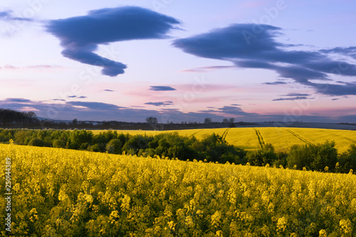 Colorful sunset on yellow rape field. Landscape photography